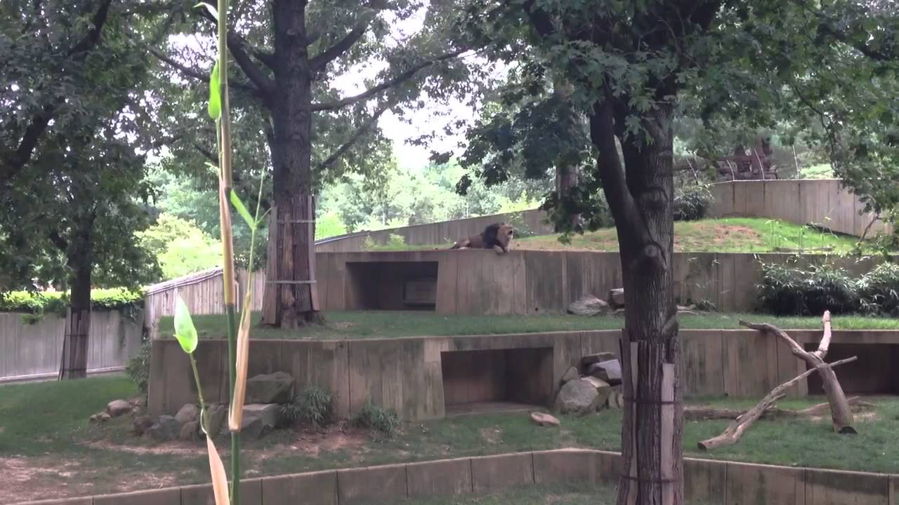Lion roaring at the National Zoo