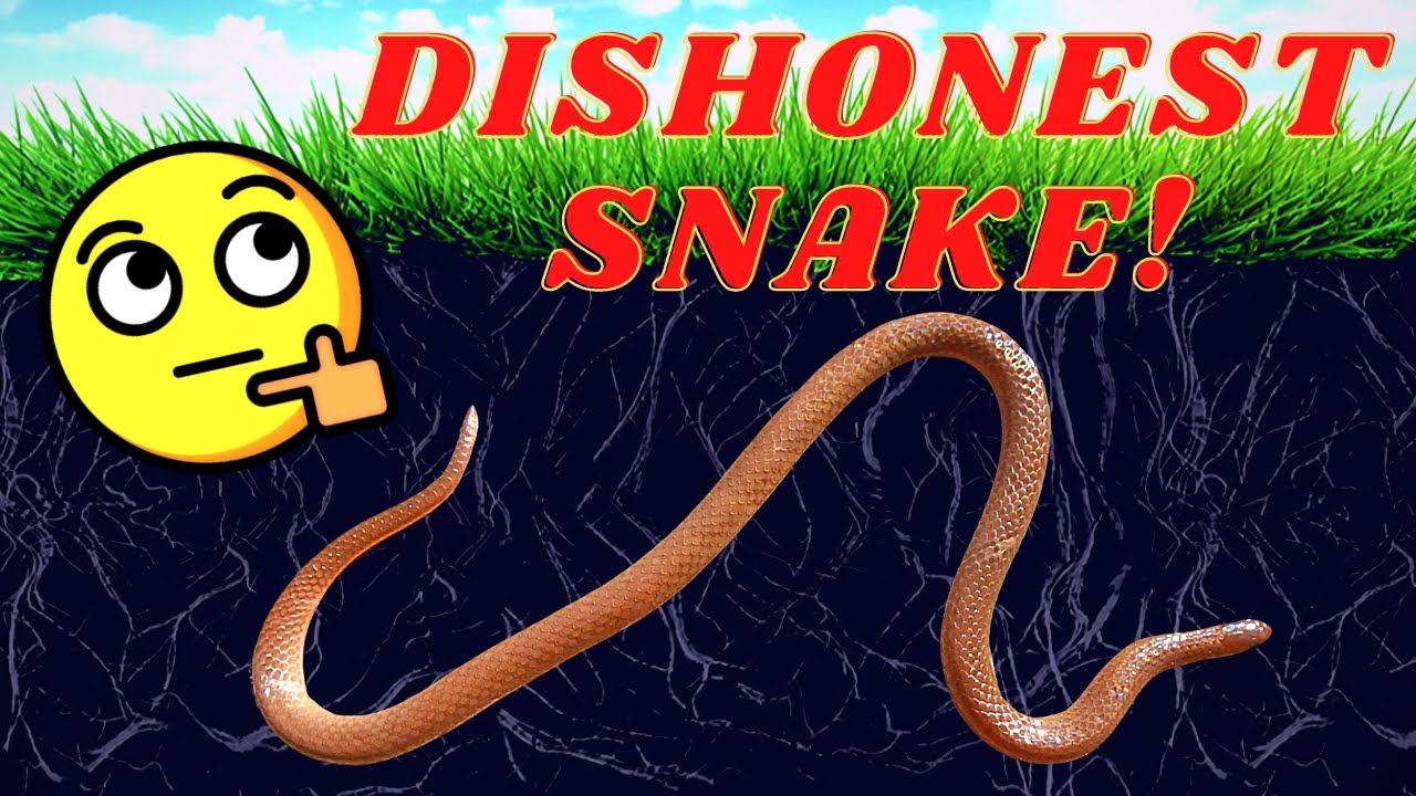 This Snake WILL Fool You! (Eastern Worm Snake)