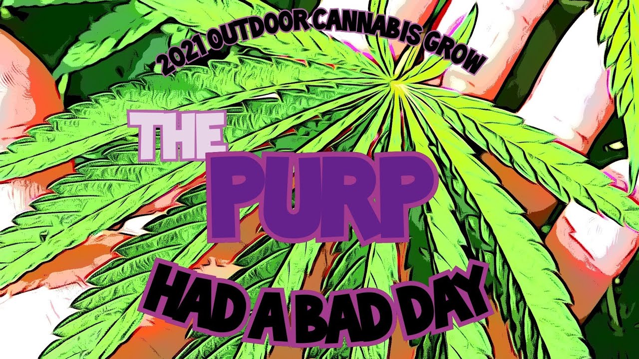 Outdoor cannabis grow 2021. pure michigan