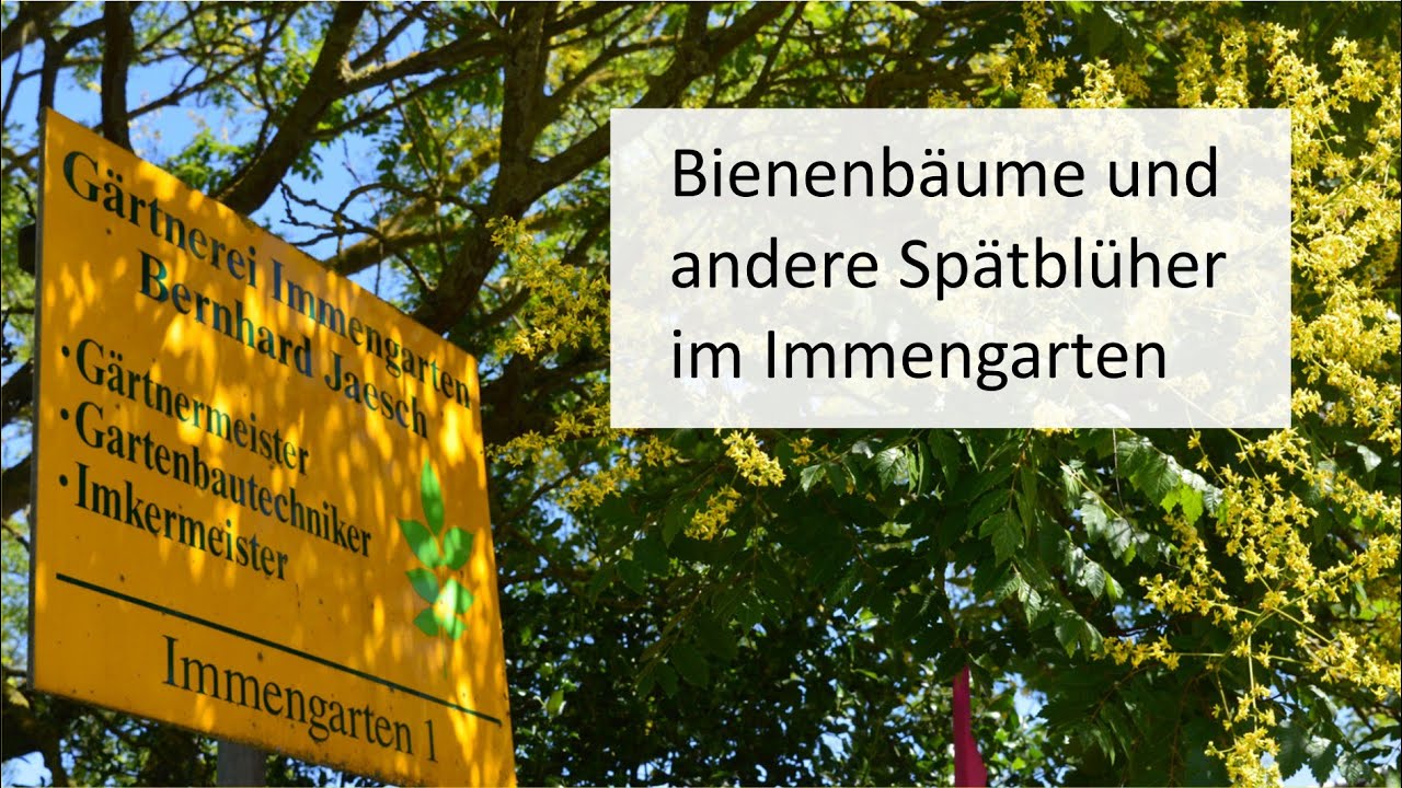 Bienenbäume und andere Spätblüher im Immengarten