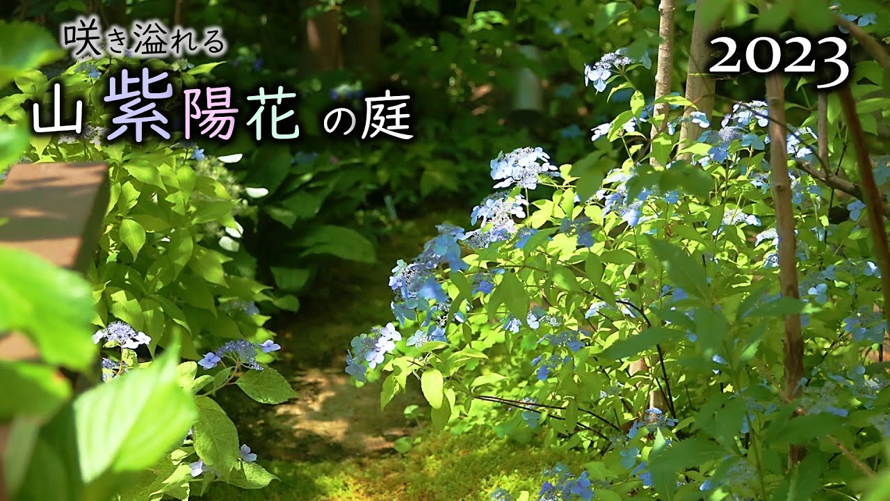 地植えのヤマアジサイがピーク迎える！ 山野草と雑木の庭 オンラインオープンガーデン（2023/5/21）