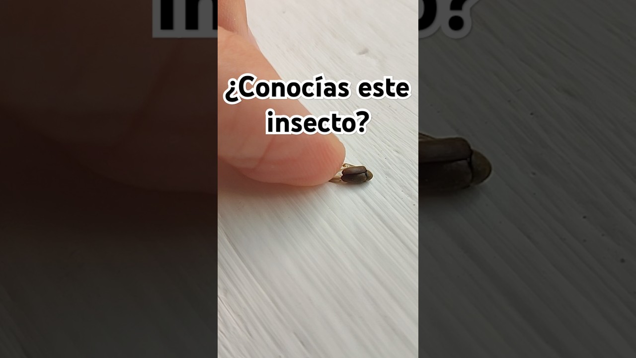 &iquest;conoces este insecto? es com&uacute;n y come madera, es una carcoma adulto. c&oacute;mo eliminar la carcoma