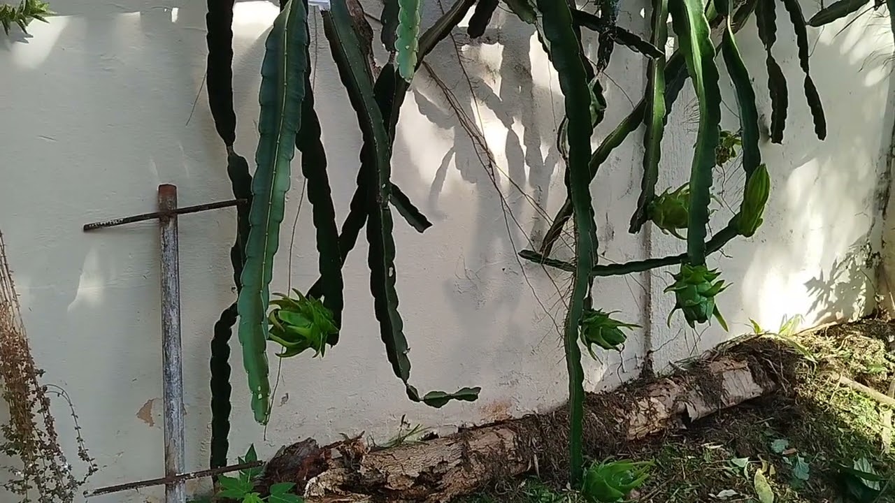 Pitaias brancas no meu quintal produzindo.