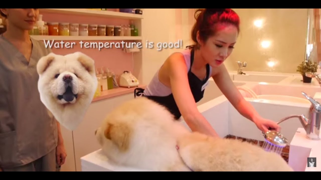 Kay Kay's Puppy Love - Babe Of All Trades Ep 7