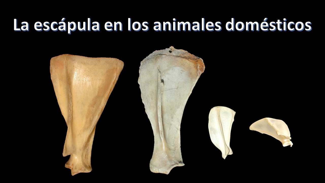 La escápula en los animales domésticos