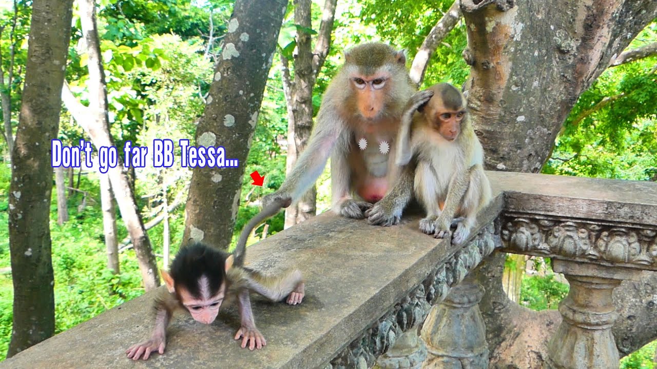 Best mom...Monkey Teva cares and tells baby monkey Tessa don't go far from mom.