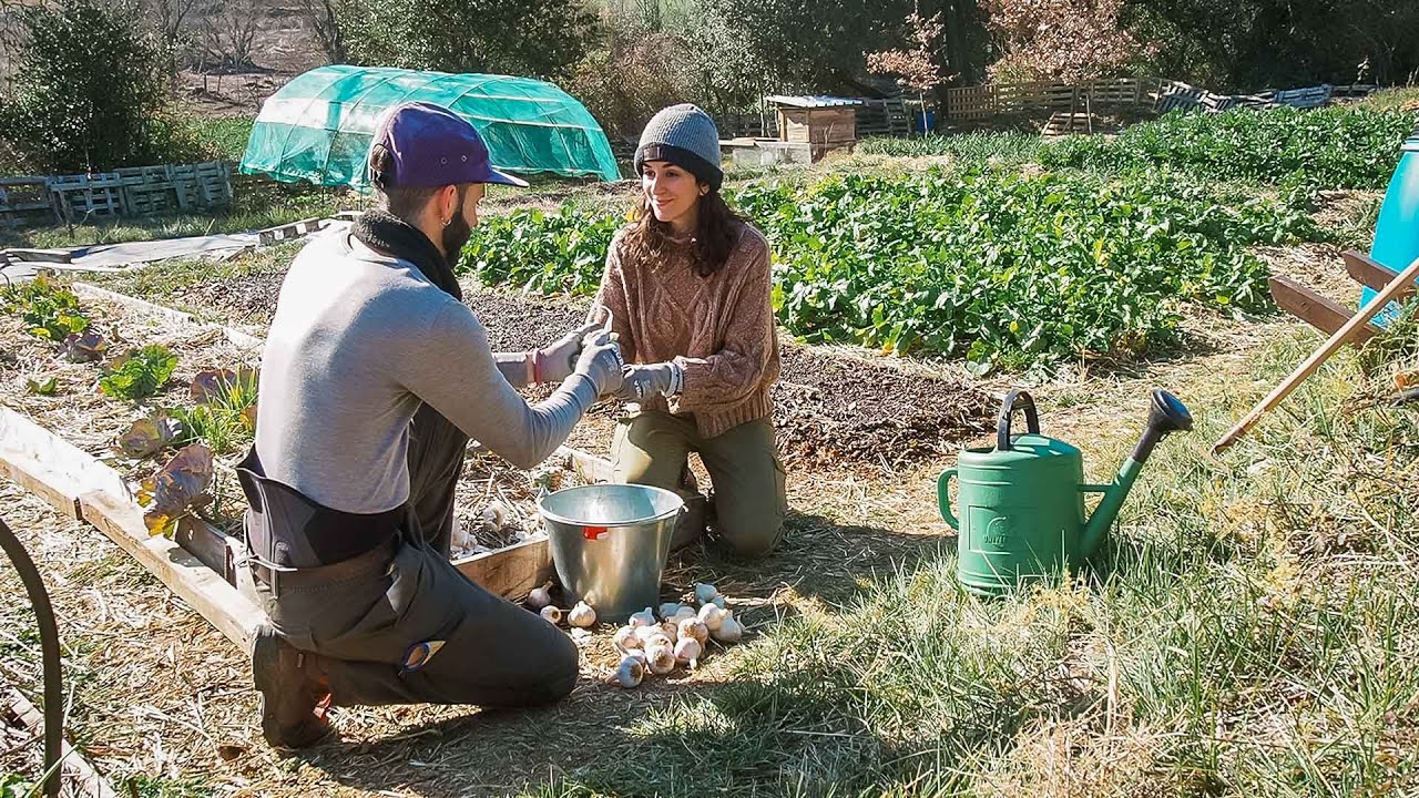 El Primer Cultivo de año | AJOS | Poner Ceniza ¿Si o No?