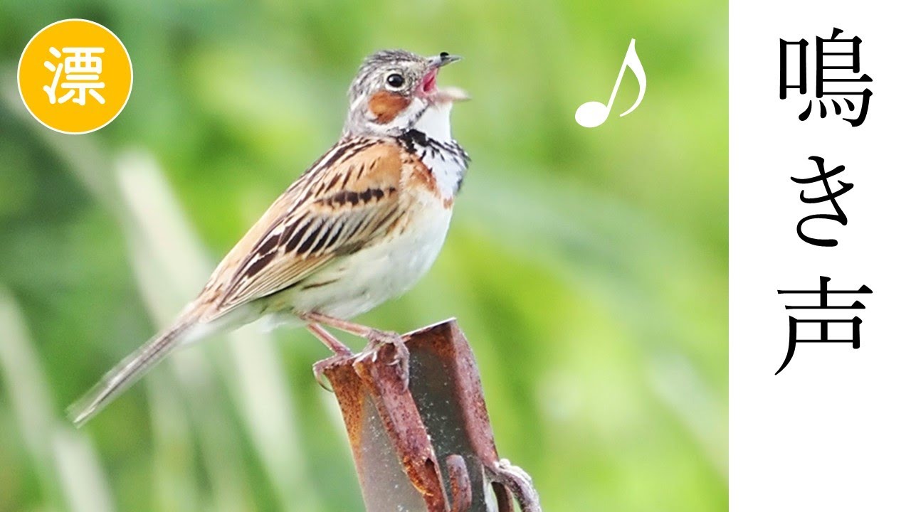 【解説】ホオアカの鳴き声（さえずり・地鳴き）