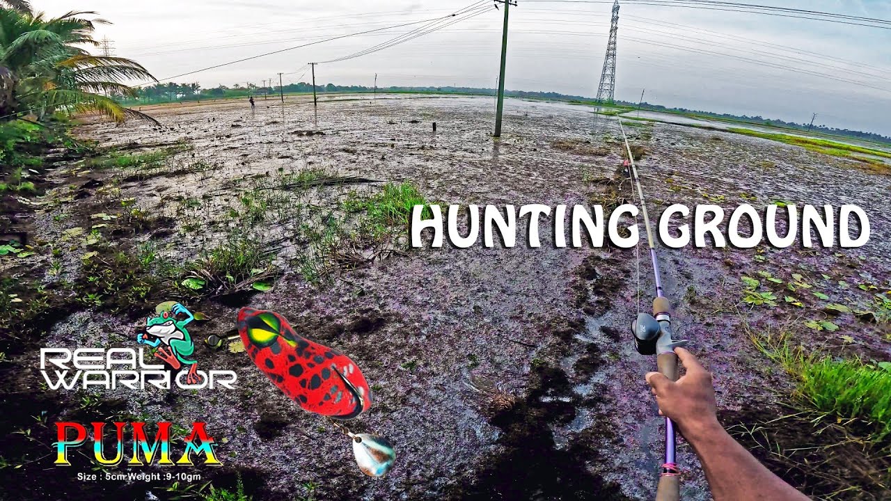 കളത്തിൽ എറിഞ്ഞെത്തിച്ചാൽ😱 അടി ഉറപ്പ് #snakehedfishing #realwarriorpuma #shimanocuradodc #youtubvideo