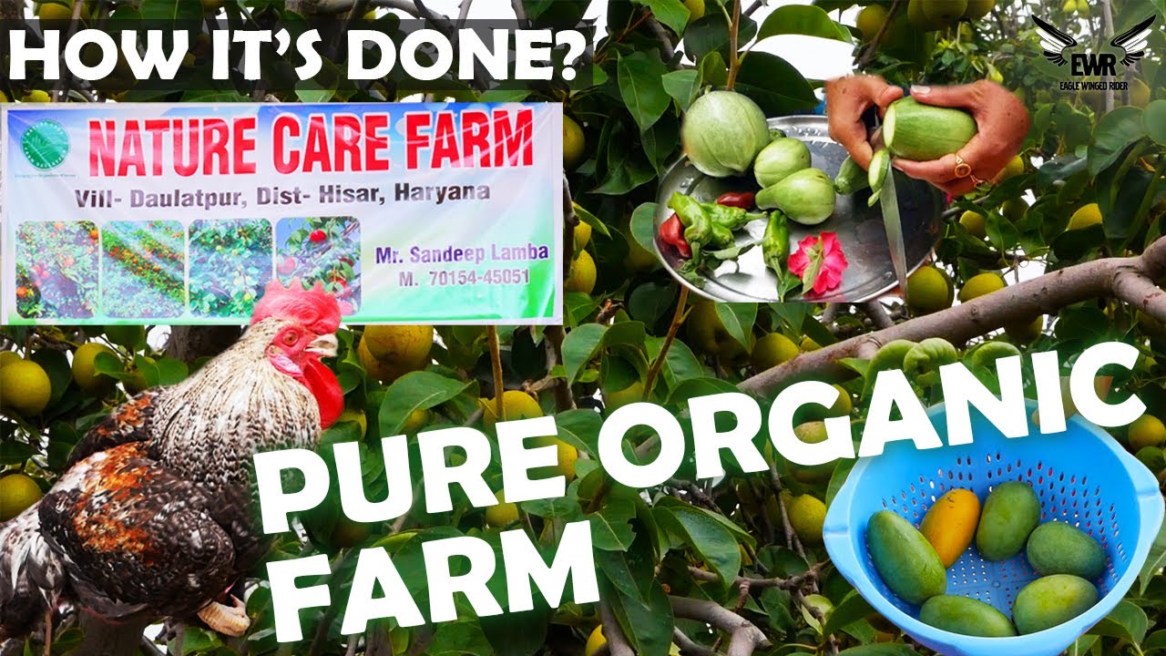Pure Organic Farm in India | Detailed Information Pt-1