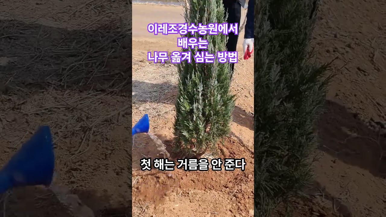 이레조경수농원에서 배우는 나무 옮겨 심는 방법