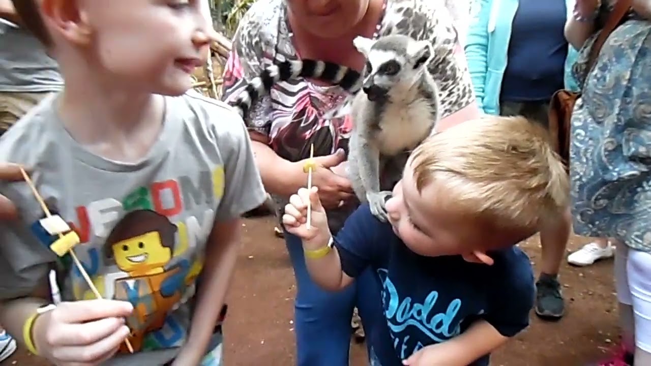 Lemur experience at oasis park Fuerteventura 17/06/16
