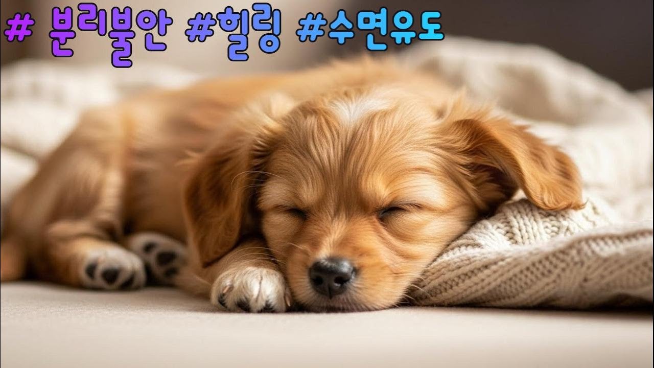 강아지가 좋아하는 음악💖출근할때 외출할때 틀어주는 강아지 음악 강아지🐶 수면 음악🐶강아지 분리불안 진정 피아노 음악💖우리강이지 집에 혼자있는 반려견의 스트레스 완화 음악🐶