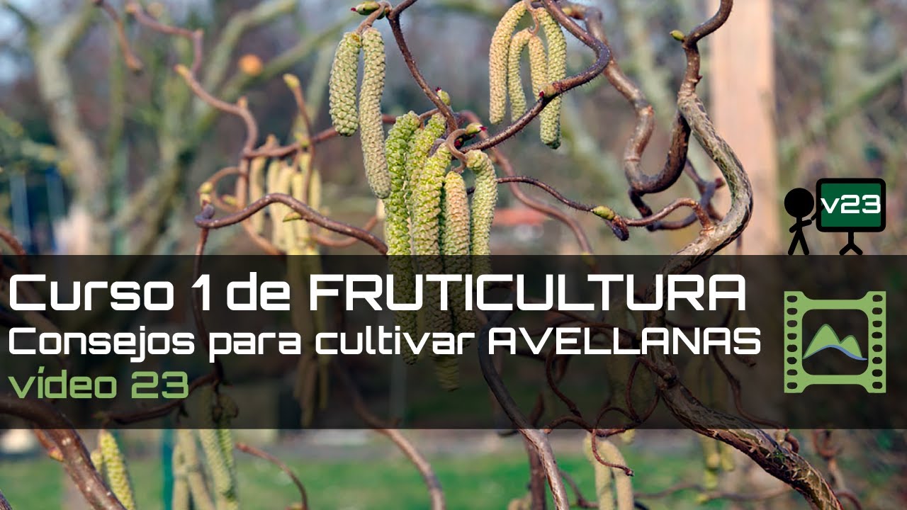 Consejos para cultivar AVELLANAS Curso básico de FRUTICULTURA 2020: Capítulo 23 | LdN