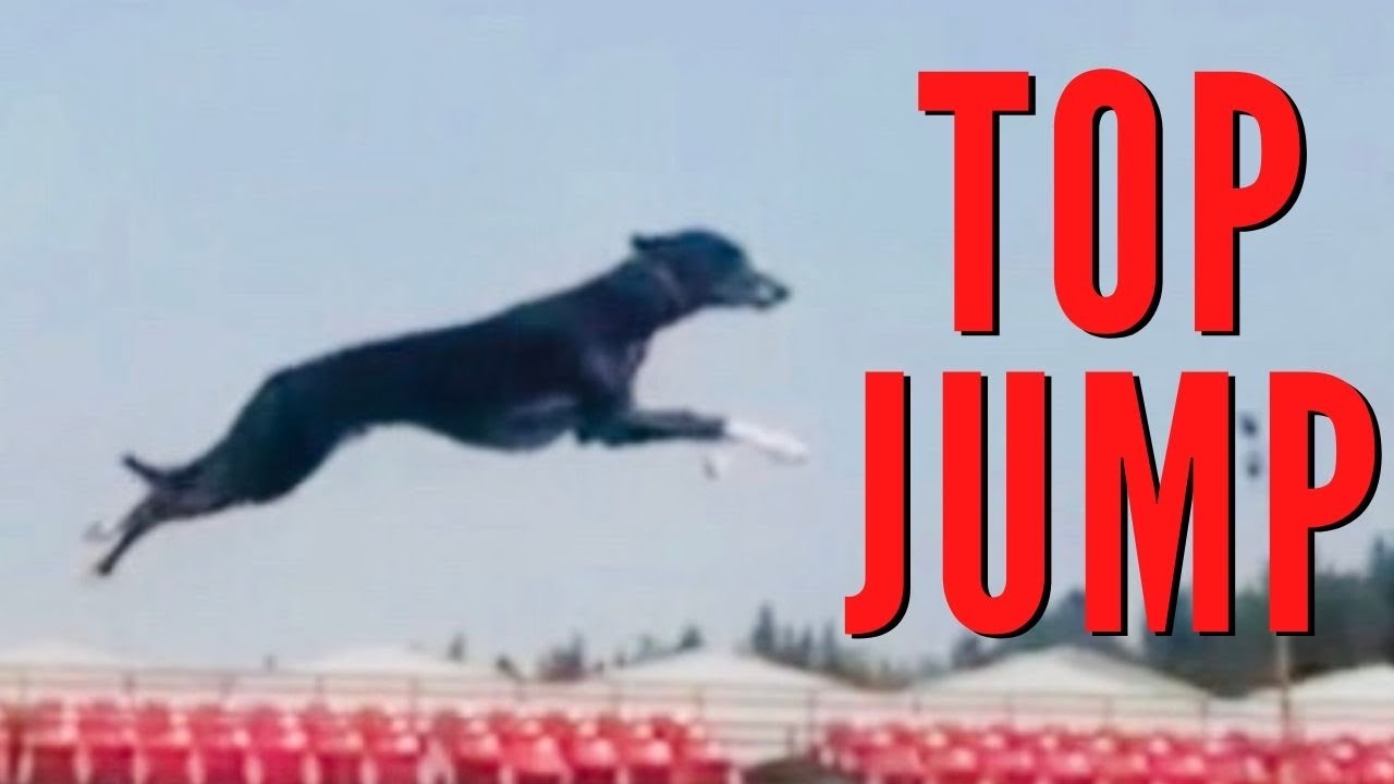 TOP DES MEILLEURS SAUTS DE CHIENS AVEC CERTAINS TR&Egrave;S IMPRESSIONNANT & D&rsquo;AUTRES TR&Egrave;S DR&Ocirc;LES #jump ✌️