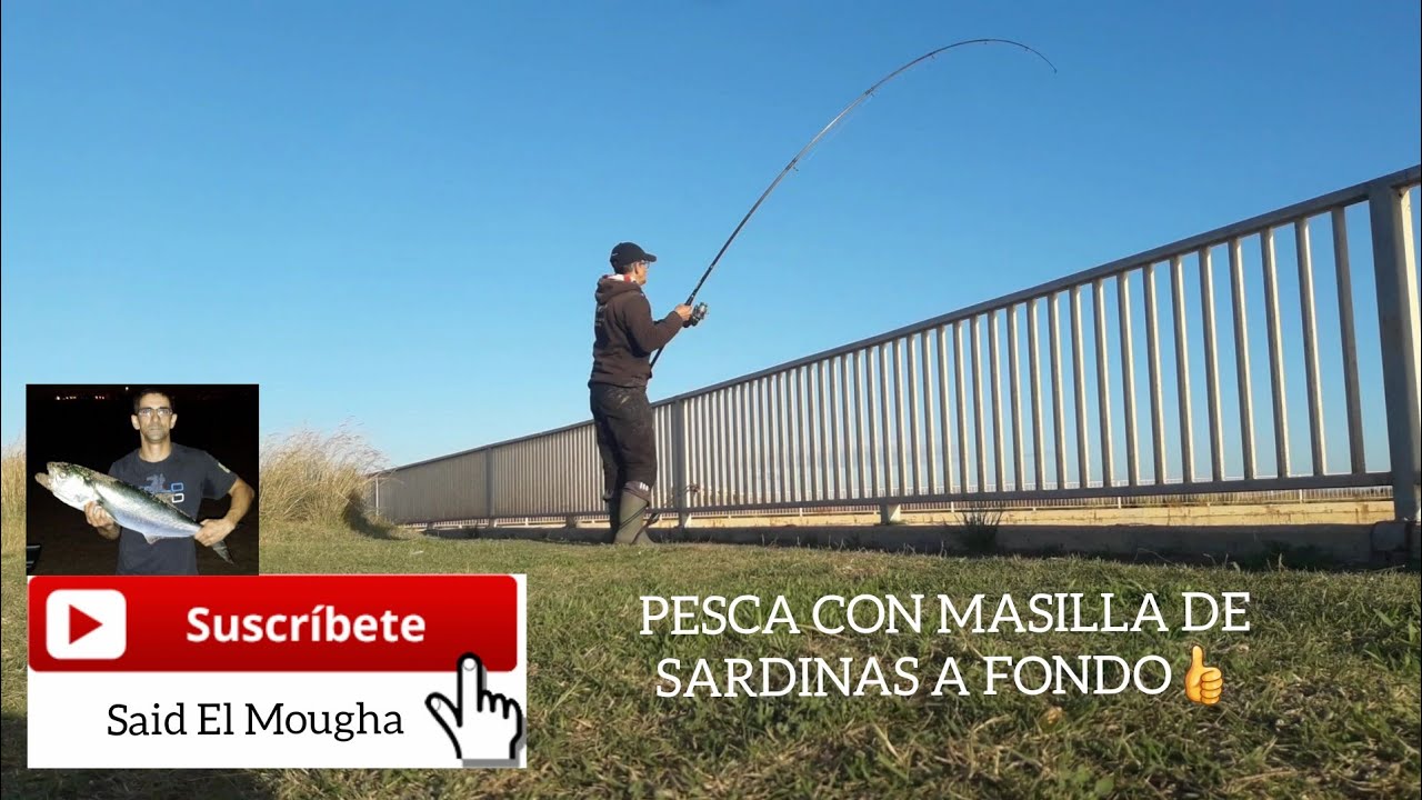 Pesca con masilla de sardinas a fondo.