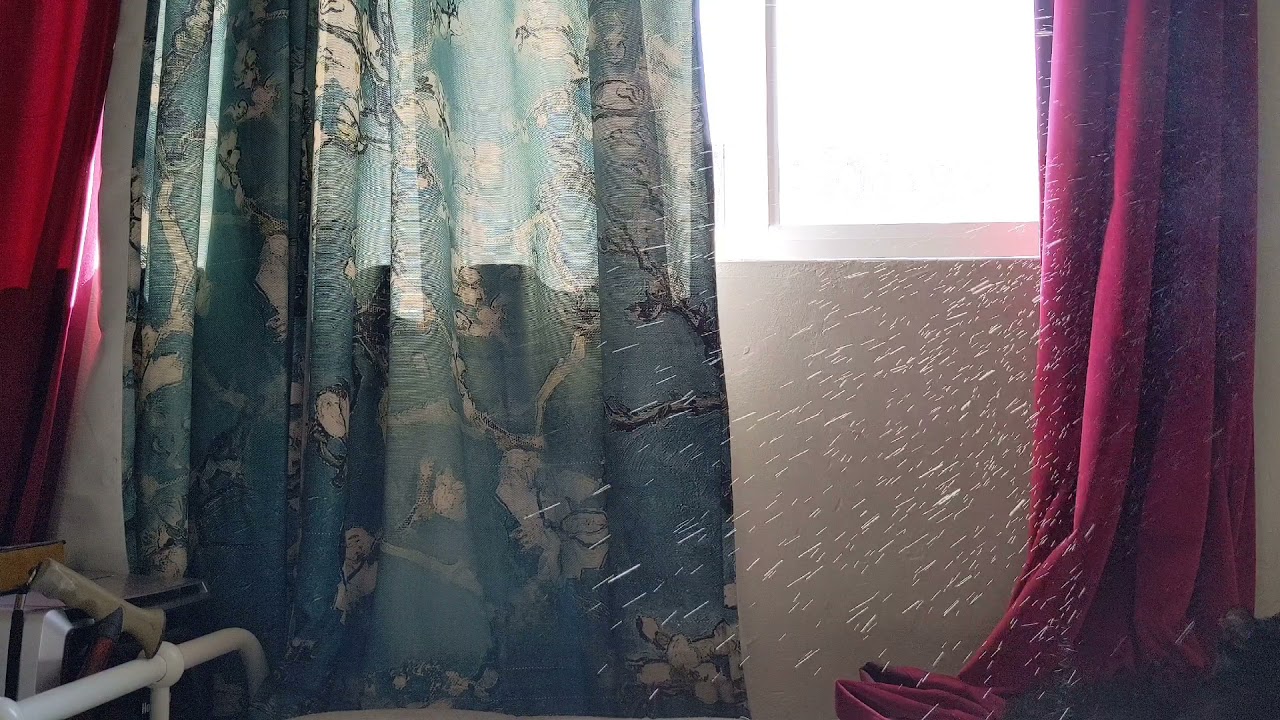 cat allergy sneezes