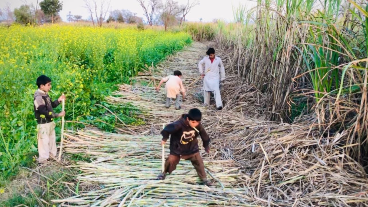 Kisi ke khet se ghannye authaye bachchoun ne😱😱😱کسی کے کھیت سے گنے اٹھاۓ بچوں نے