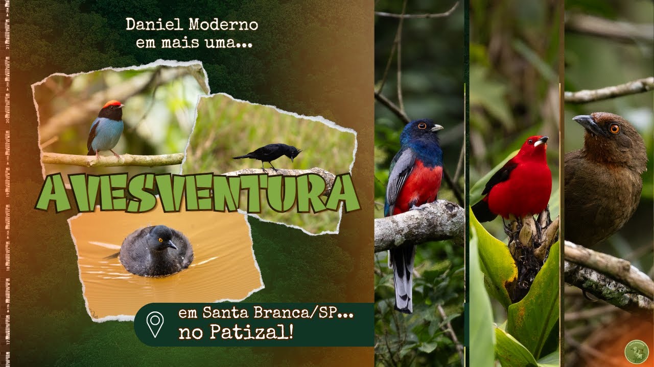𓅫📸Observação de aves no Patizal,  em Santa Branca/SP - mais uma Avesventura!💚