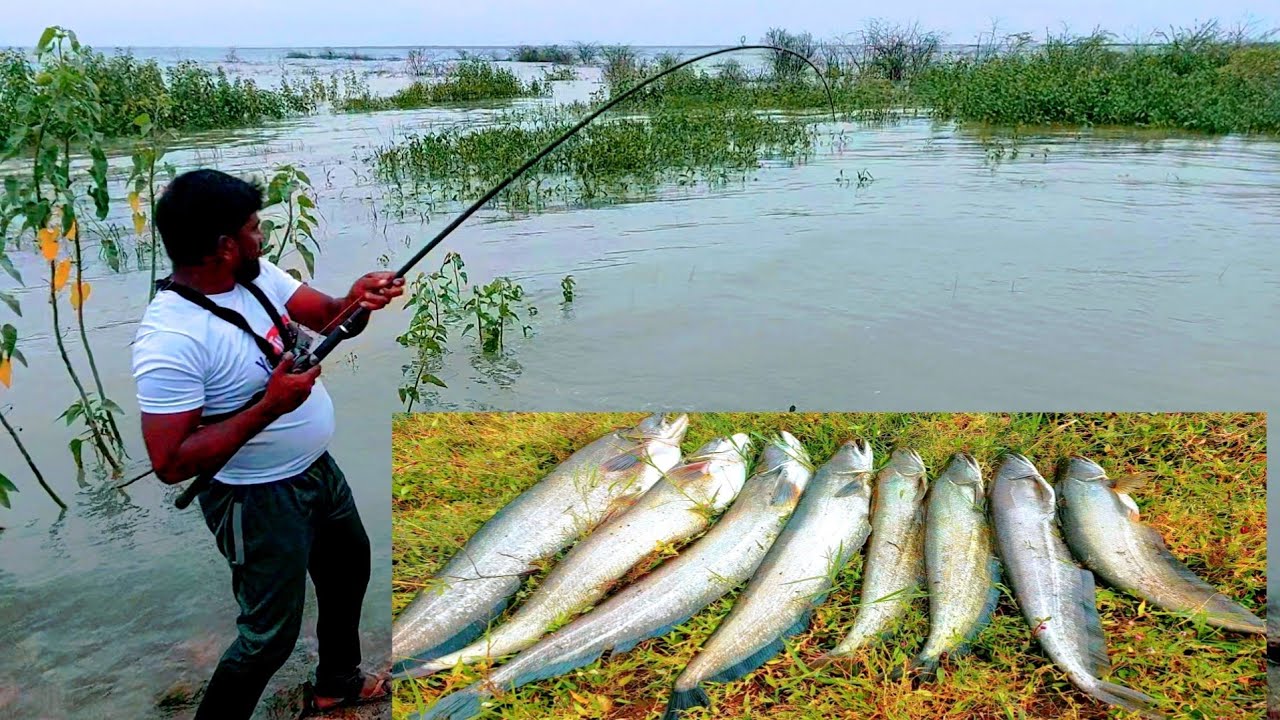 Fishing videos | Wallago Attu catfish catching | Big murral fish hunting | Fishing