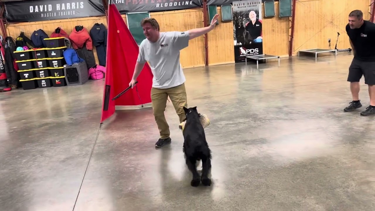 Powerhouse Home Raised Family Personal Protection Dog 