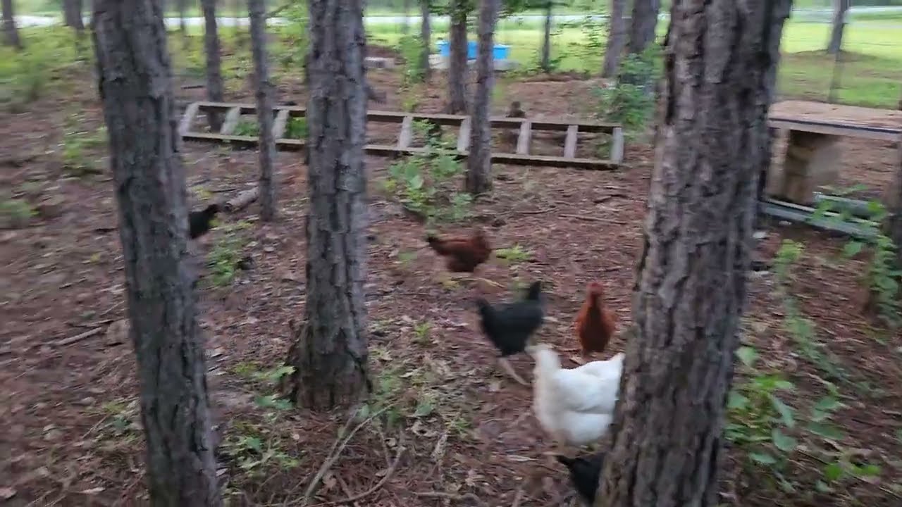Chicken cam: the flock moving around