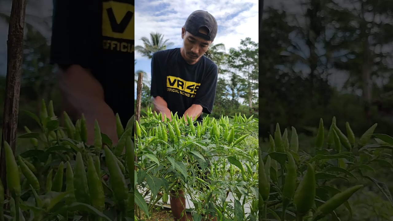 panen cabe rawit hijau varietas BARA
