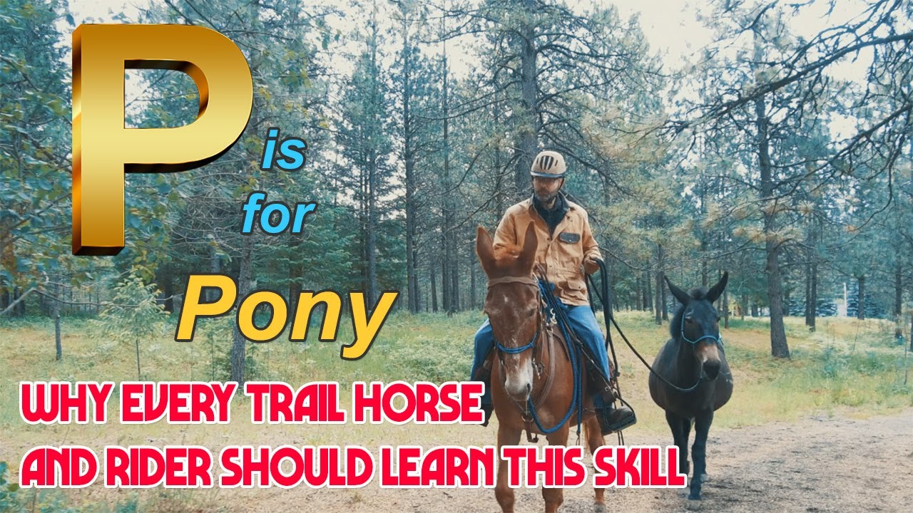 P is for Ponying - What you need to know to pony a horse safely - From the ABC's of Trail Riding