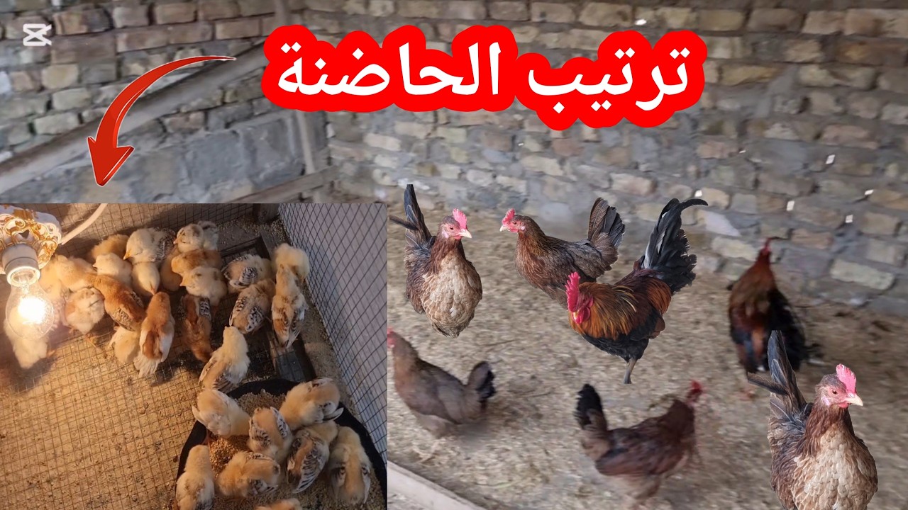 ترتيب الحاضنة افراخ الدجاج 🐣