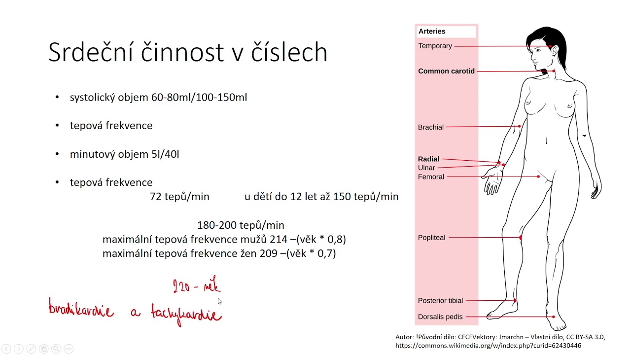 Cévní soustava IV - činnost srdce v číslech