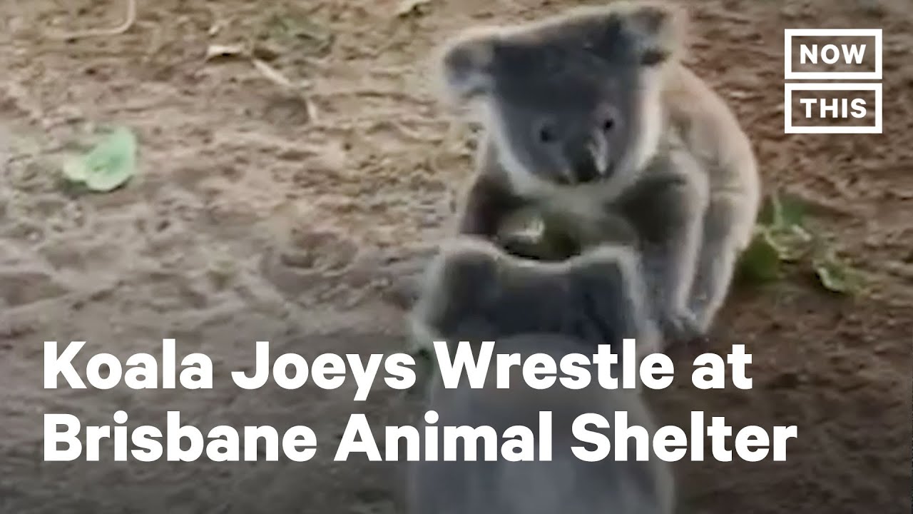 Koala Joeys Wrestle at Brisbane Animal Sanctuary | NowThis