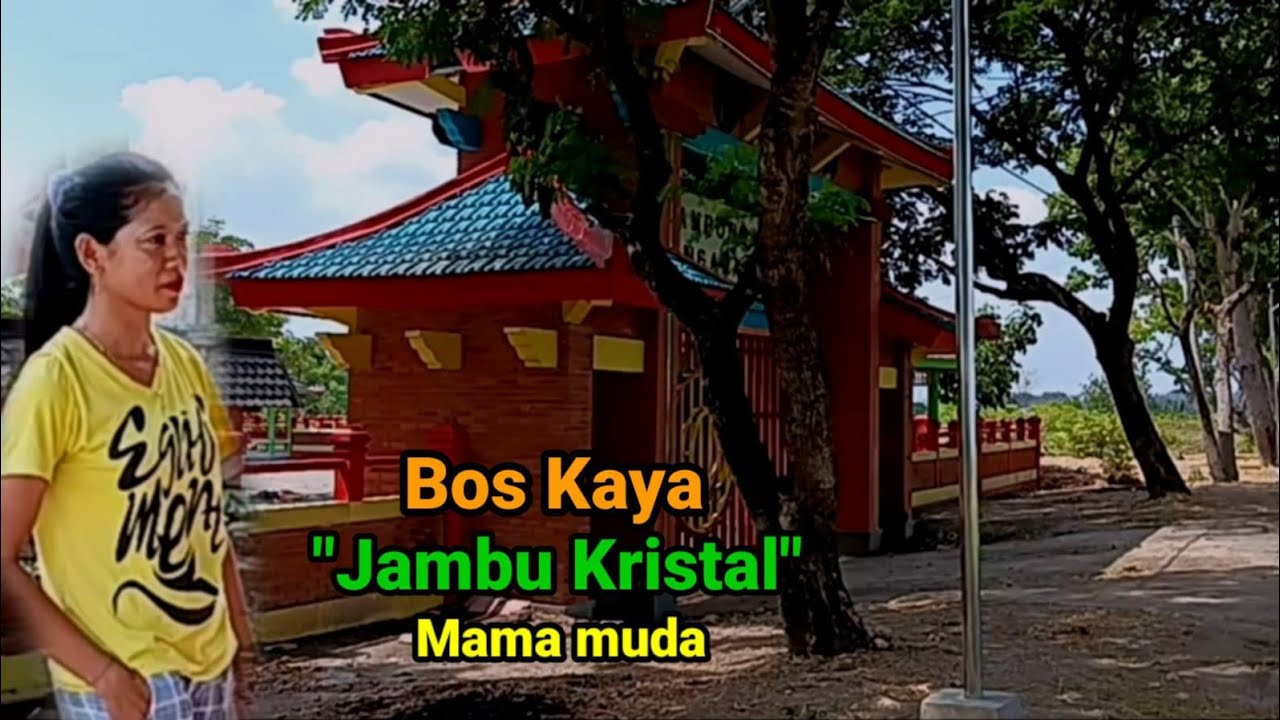 Bos Kaya Jambu kristal mama muda Kampung bengawan hilir Bendungan Gerak Bojonegoro.
