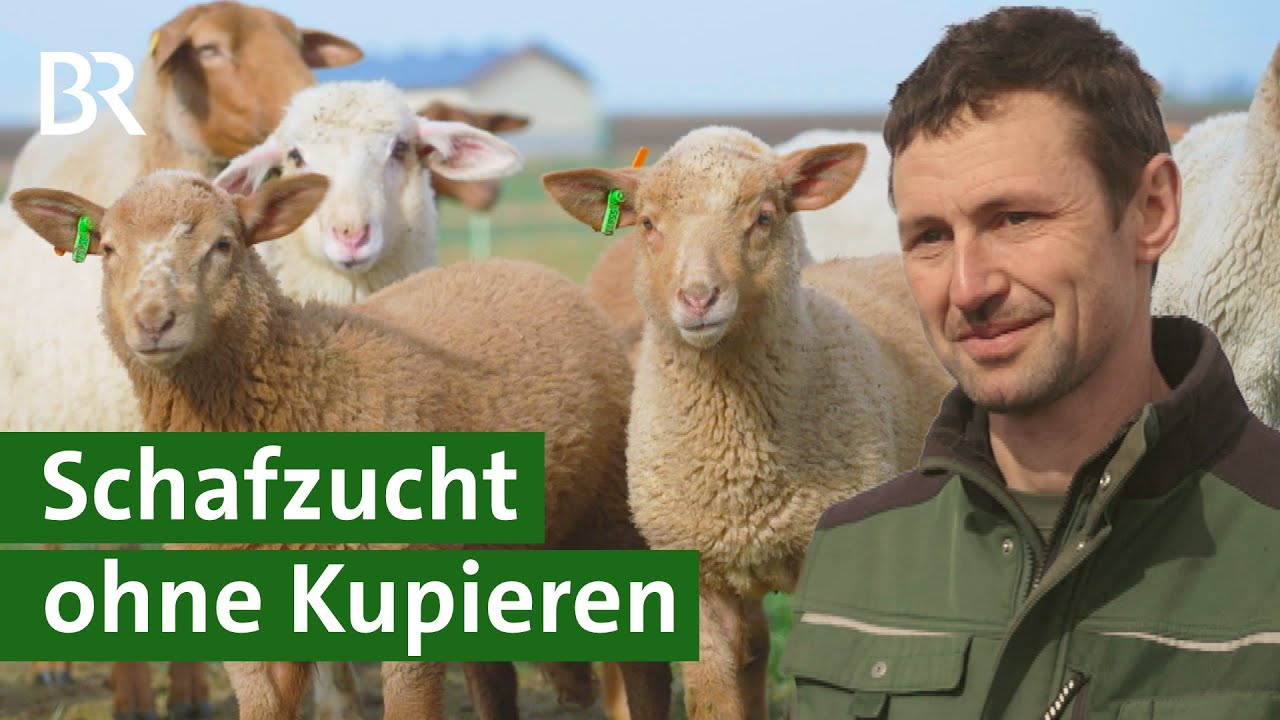 Schafe züchten ohne Schwanzkupieren: Kommt ein Umdenken in der Schafhaltung? | Unser Land | BR