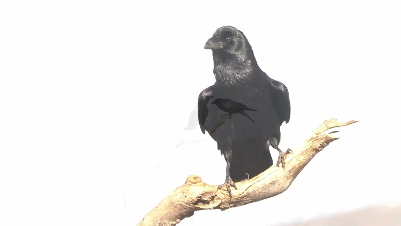 Cuervos (Crows) - Quebrantahuesos
