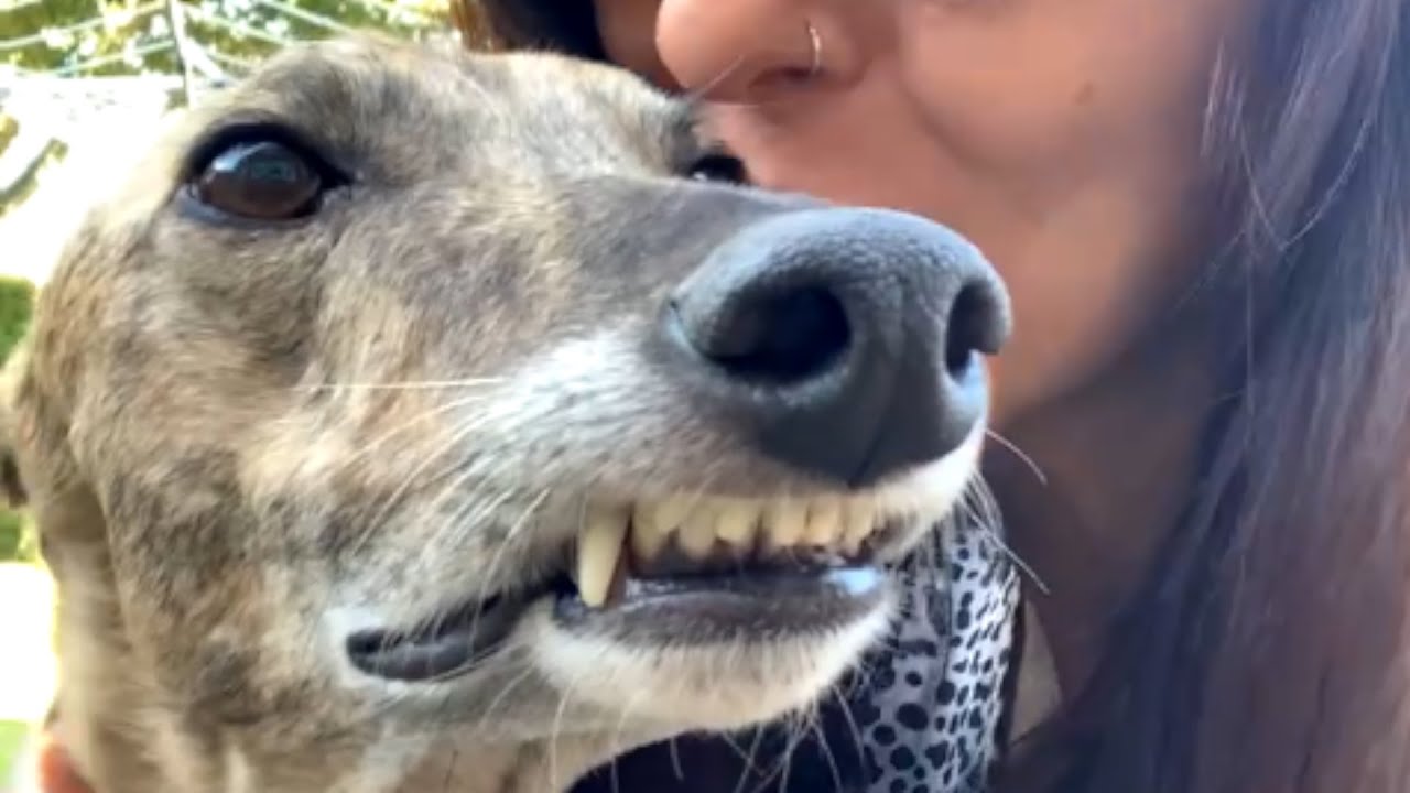 Dog was terrified of everything in the house except...