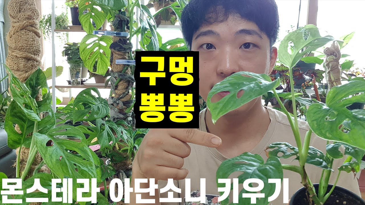 몬스테라 아단소니 키우기 | 햇빛없이 그늘에서 잘 자라는 키우기 쉬운 구멍이 뚫린 관엽 식물