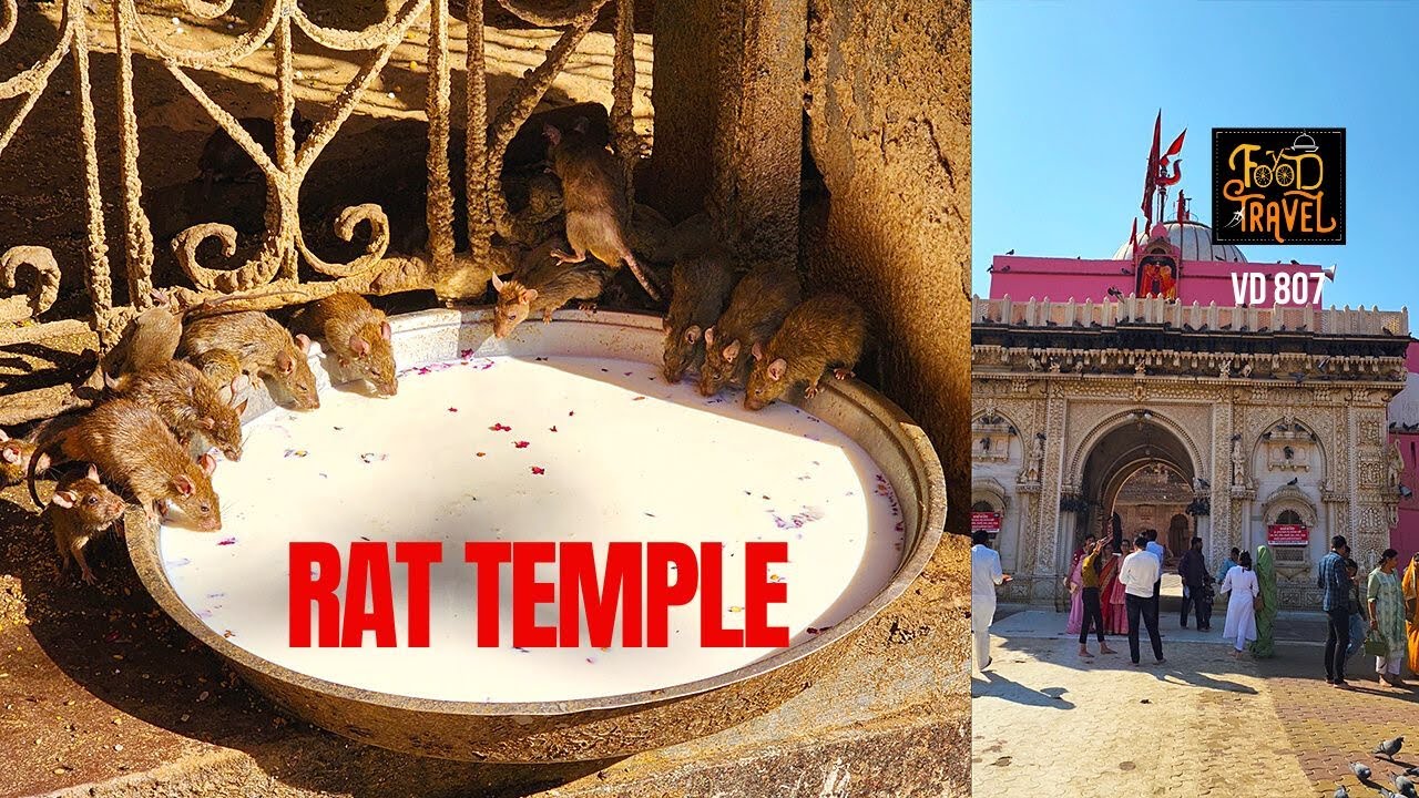 എലികൾക്ക് ഒരു അമ്പലം | Rat Temple in India | 100 thousand rats live in Karni Mata Temple Rajasthan