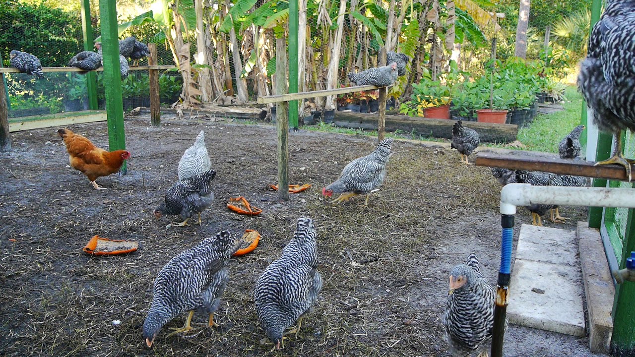 11 week old Barred Rock 
