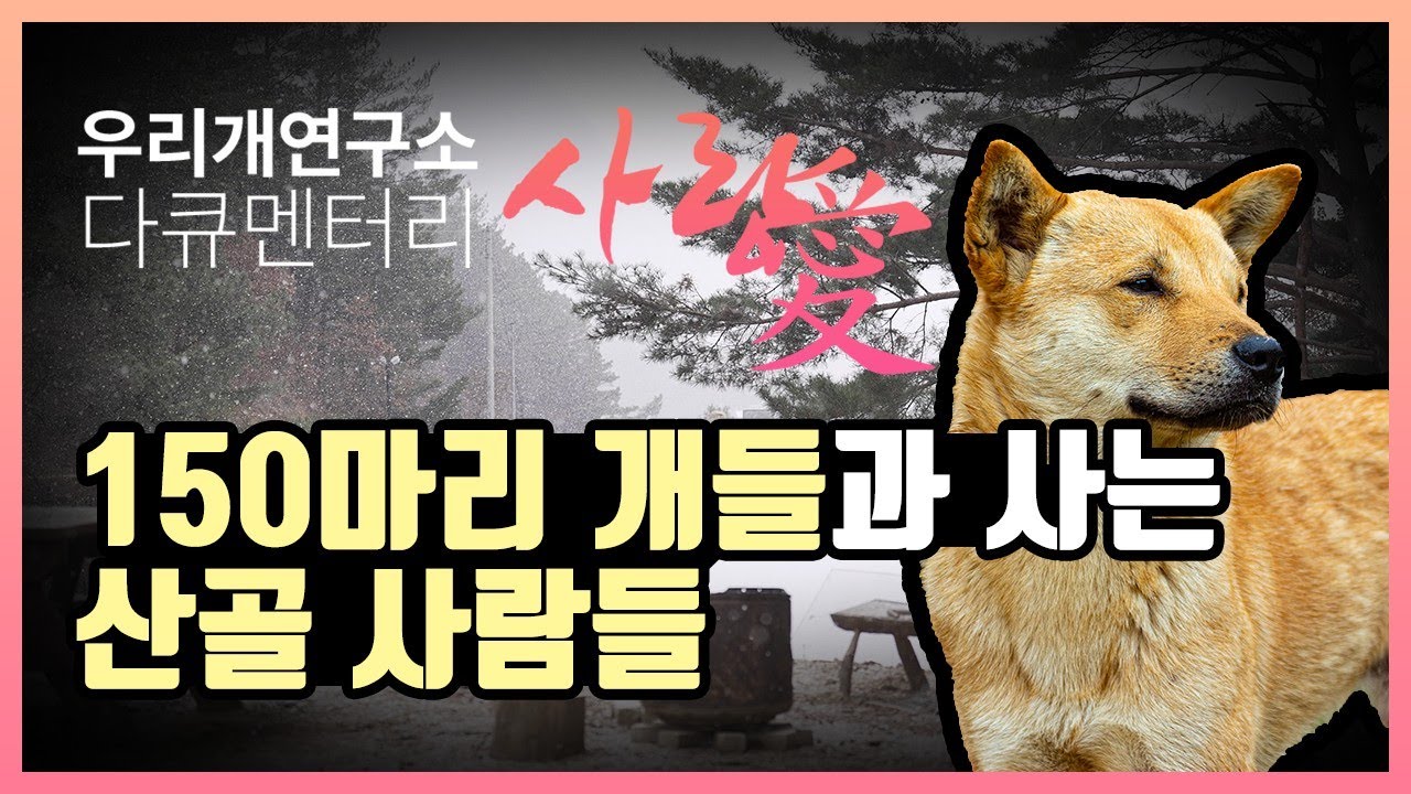 150마리 개들과 사는 사람들 우리개연구소 다큐멘터리 사랑愛 - 우리개 연구소 사람들 #진돗개 #토종개 #풍산개