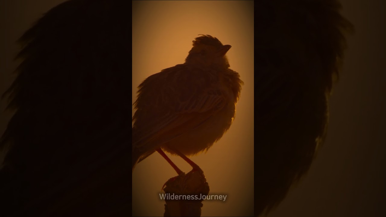 Real Wild Animal Sounds in Nature
