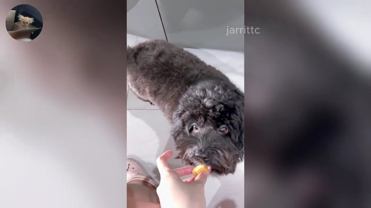 Funny ANIMALS videos 😂 | Funniest Cats and Dogs 2026 🐶😼 Part 26