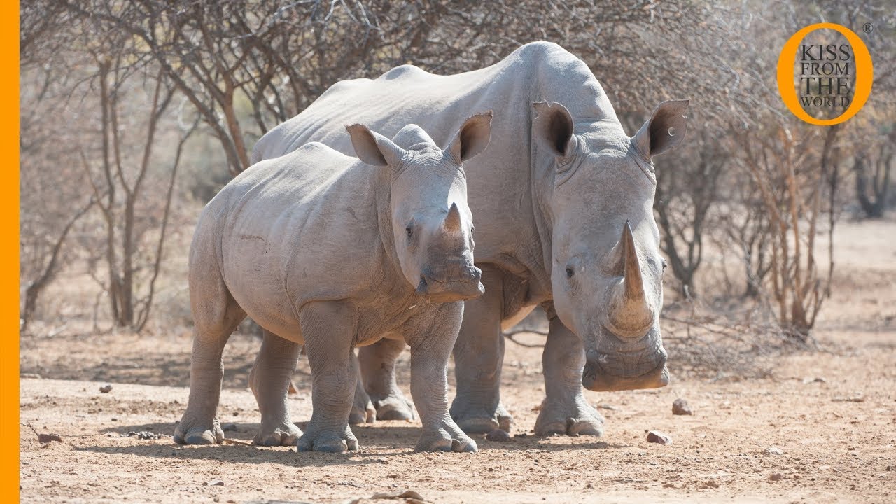 Khama Rhino Sanctuary: an incredible African wildlife safari adventure