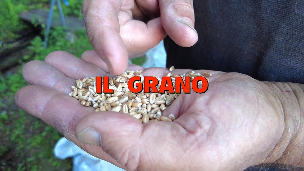 IL GRANO