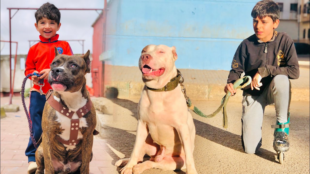 أصغر مجرم فكازا خرج من الحبس باش ي... 