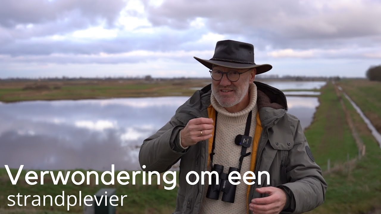 Verwondering om een strandplevier #1704