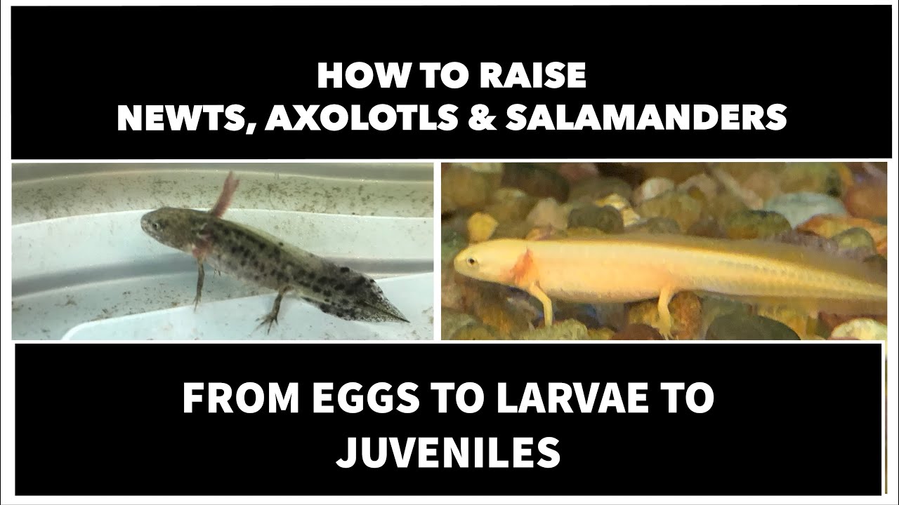 How to raise Newts / efts and Axolotls Salamanders from eggs to newt, Care tips and advice