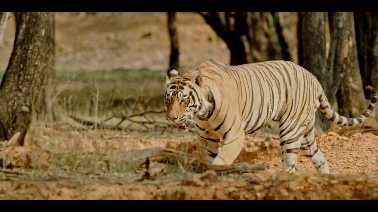 Ranthambore: Celebrating Our Tigers by Amaan Ali Bangash & Ayaan Ali Bangash