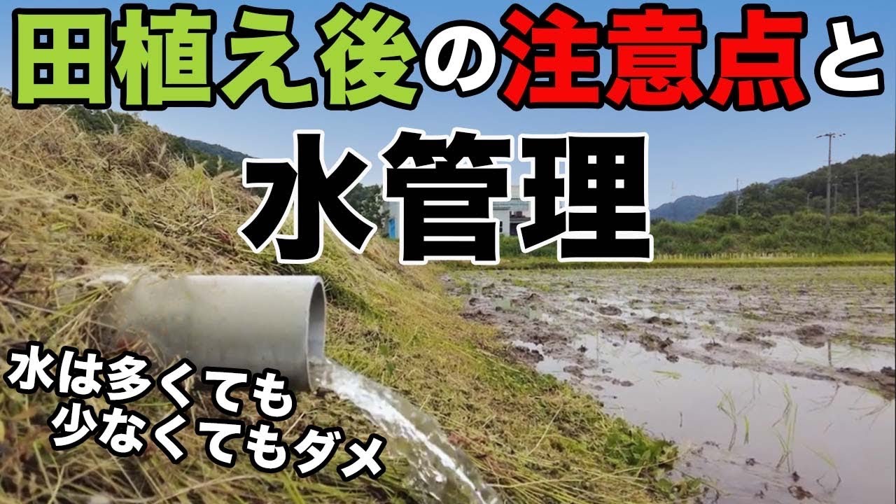 【田植え後の注意点と水管理】水はゆっくり入れてやりましょう！(RICE IS COMEDY®︎)