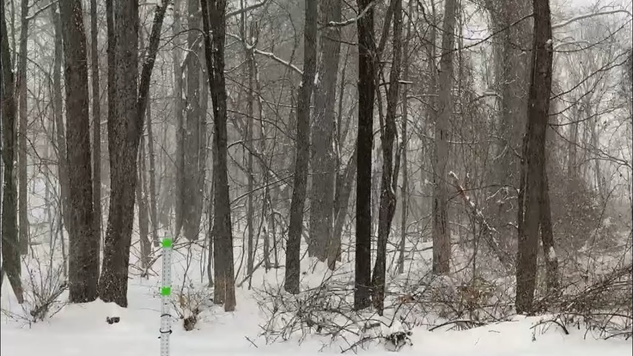 21-Feb Replay - It's Snowing in the Forest Tonight - Ambient Stream w/Fresh New England Snowfall