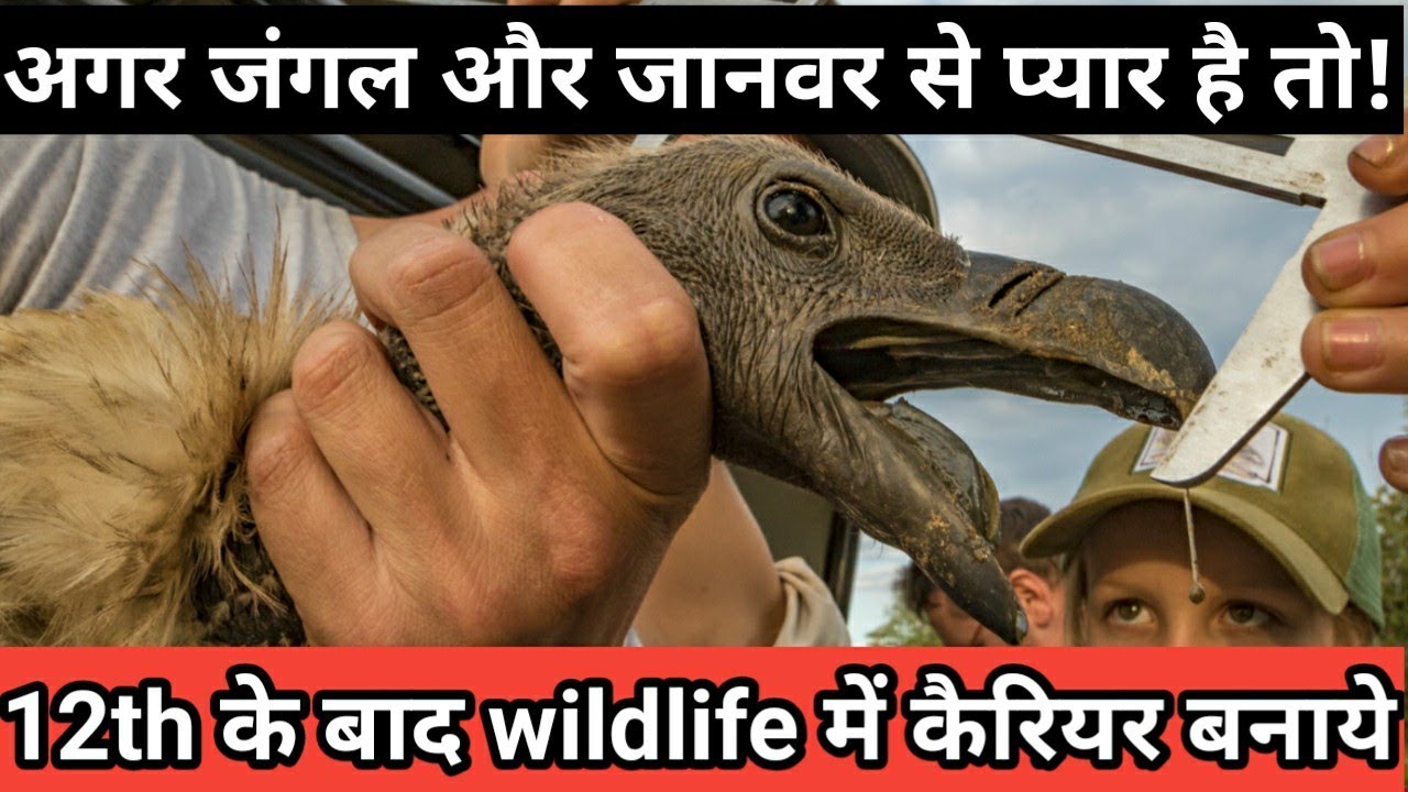 12th के बाद wildlife में अपना कैरियर कैसे बनाये? / where to study? Job and salary details.